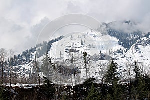 Mountain and tree of Manali Himachal Pradesh Town in India